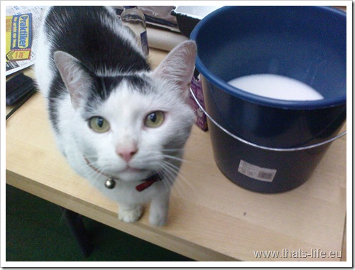 Katzenmann